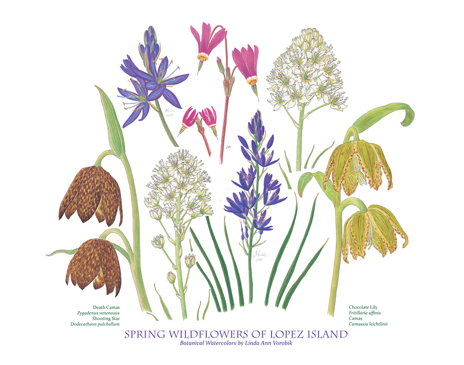 Print of Lopez Wilflowers by Vorobik